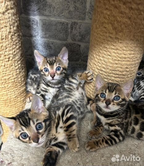 Бенгальские котята