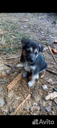 Щенки в добрые руки