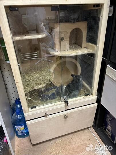 Шиншилла с клеткой