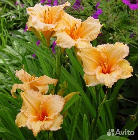 Многолетники для сада и дачи