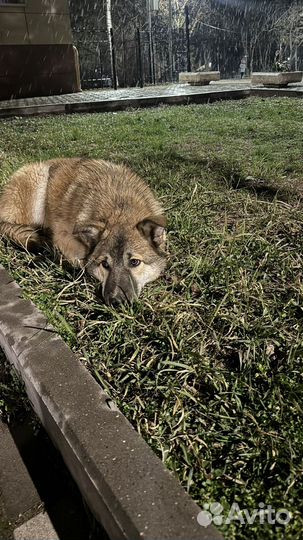 Щенок мальчик