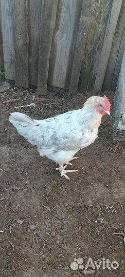 Петухи породы маран