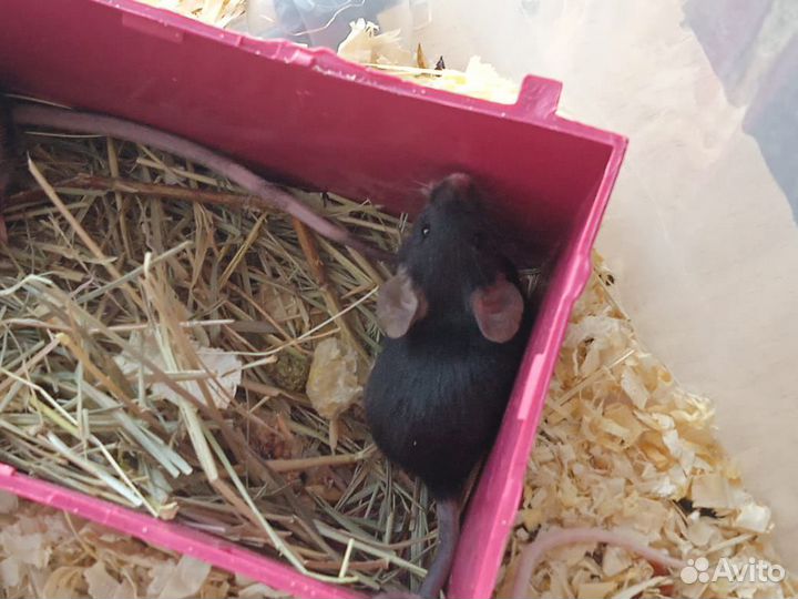 Декоративные мыши