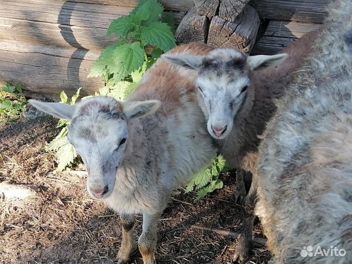 Овца с ягнятами