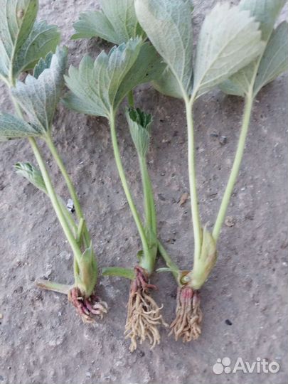 Рассада клубники 