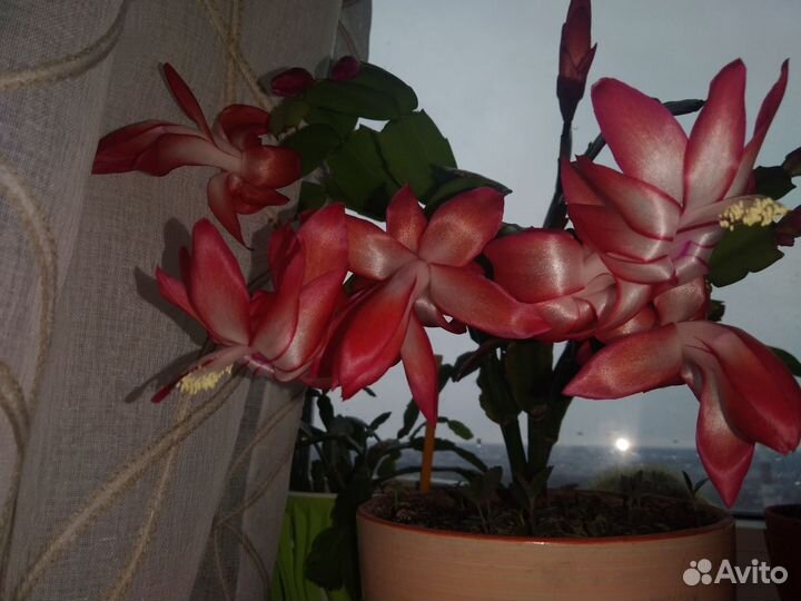 Цветок декабрист