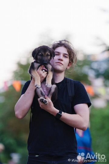 Щенок девочка метис