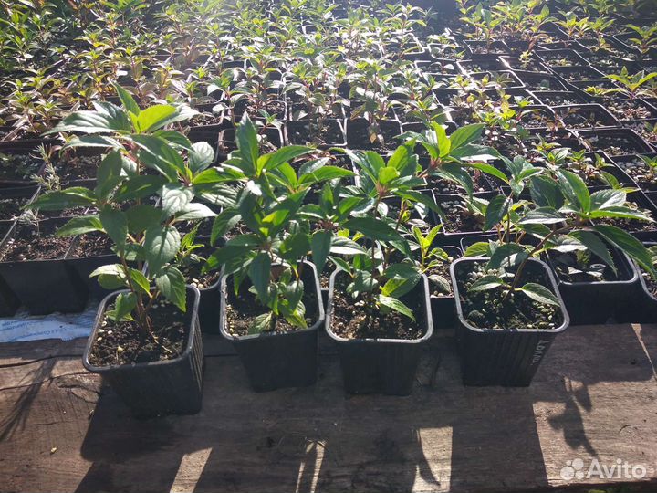 Гортензия метельчатая 