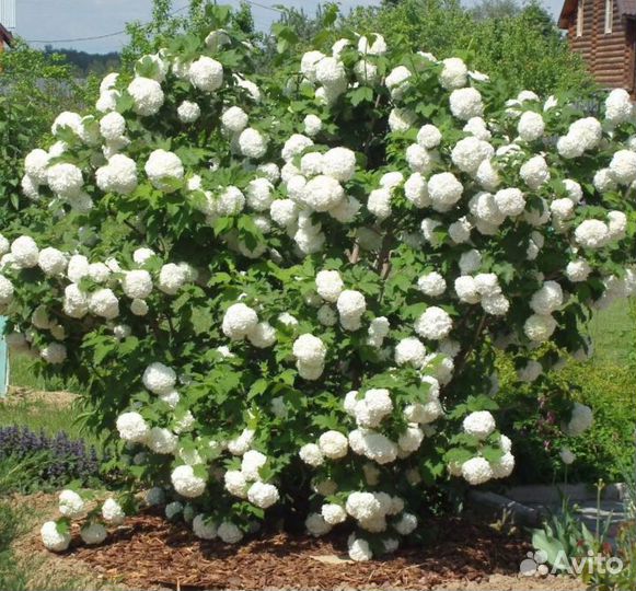 Калина бульдонеж