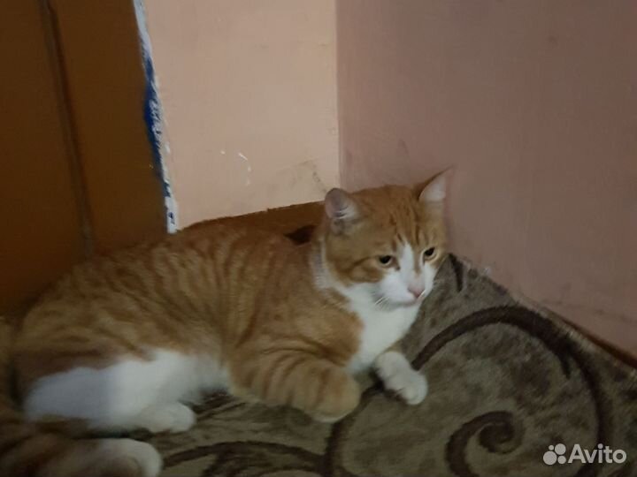 Рыжий кот блохастый без породный