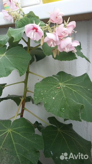 Дуранта,свинчатка