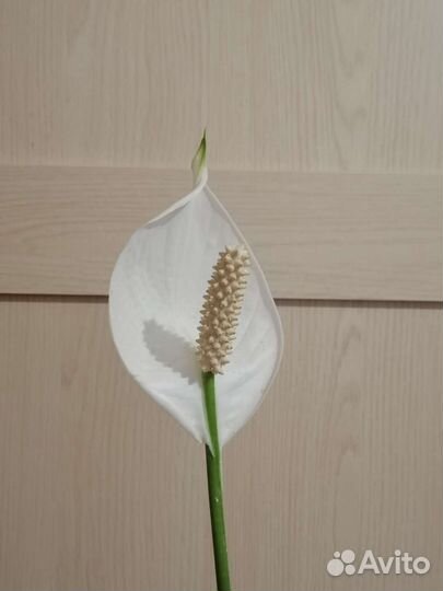 Спатифиллум Верди (Женское счастье) 70 см