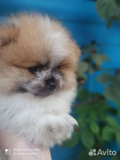 Померанский шпиц мини