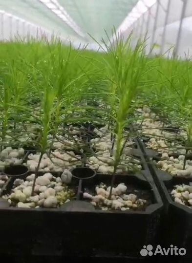 Саженцы сосны зкс оптом