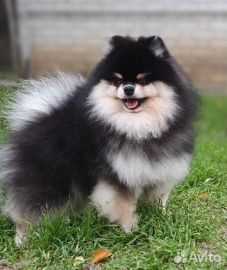 Немецкий шпиц вязка