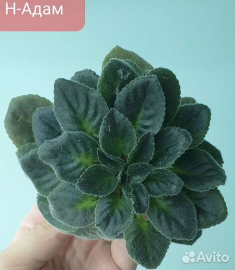 Сортовые фиалки