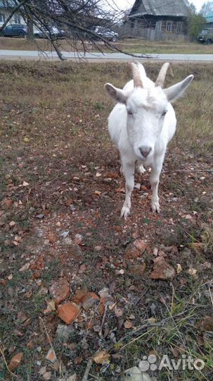 Коза дойная