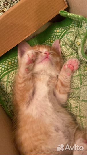 Котенок, мальчик