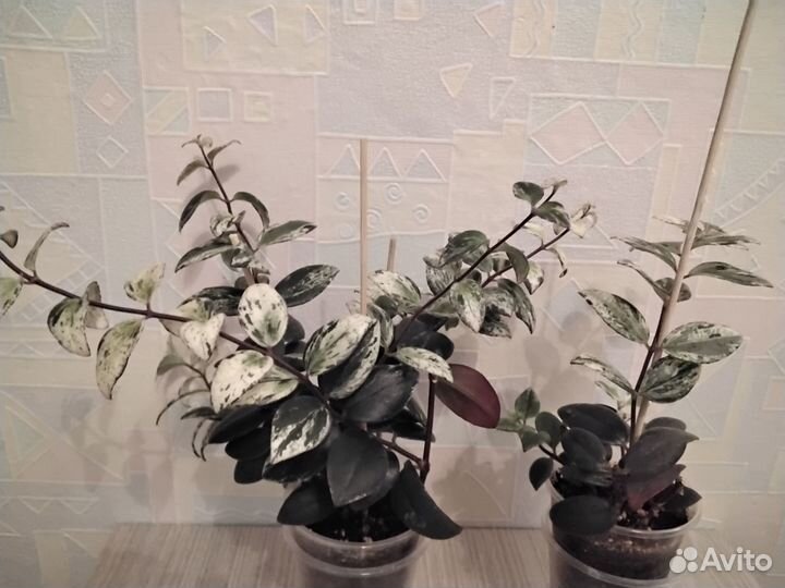 Комнатные цветы