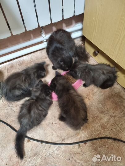 Черные пушистые котята