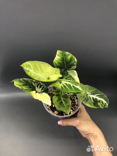 Яичница и Pink beauty lava marble