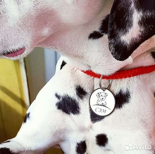Адресник и шнурок для питомца