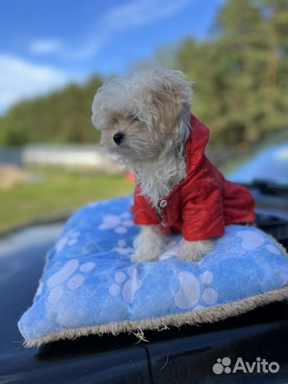 Мальтипу f1 micro