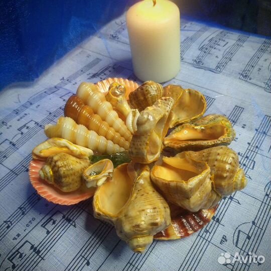 Композиция из ракушек.Сувенир. Украшение для дома
