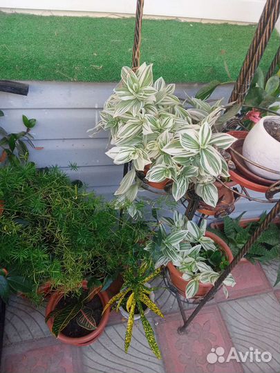 Алоэ домашние цветы