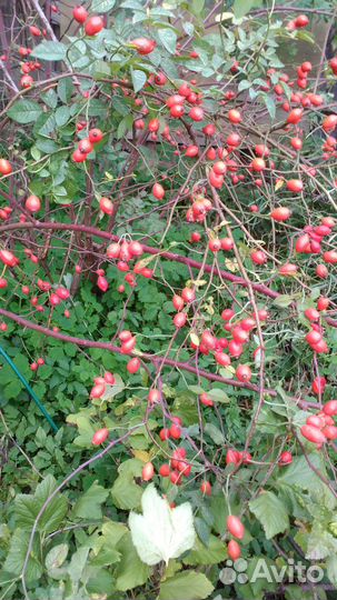 Шиповник бесшипный