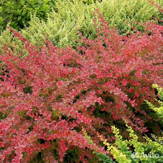 Барбарис Ред Карпет