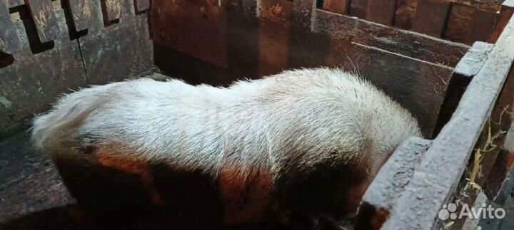 Вьетнамский хряк