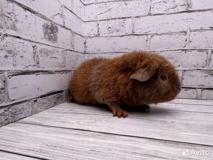 Морская свинка американский тедди, девочка