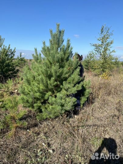 Сосна новогодняя оптом