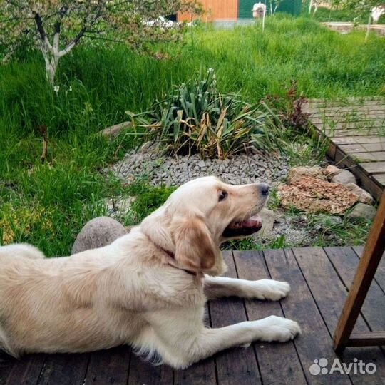 Передержка собак. Зоогостиница