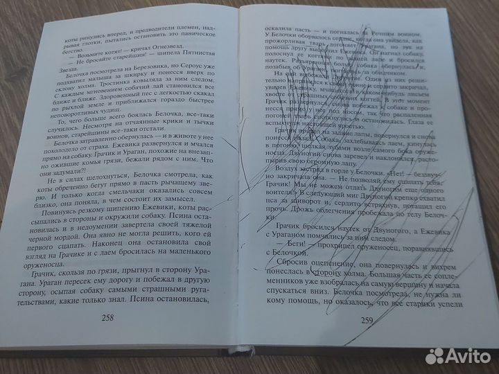 Коты воители рассвет