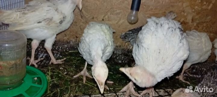 Индюки индюшата