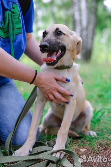 Собака из приюта