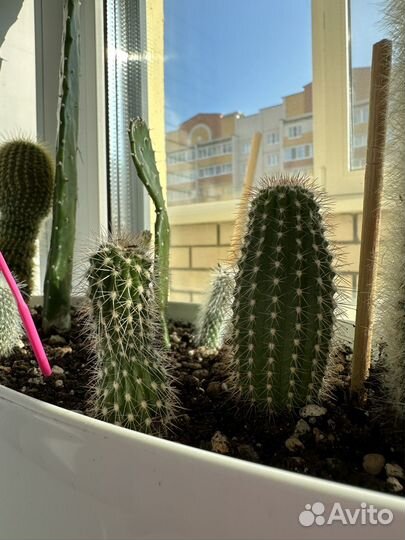 Кактусы и суккуленты