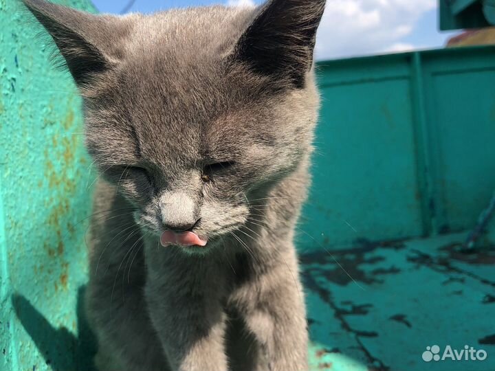 Котёнок руской голубой