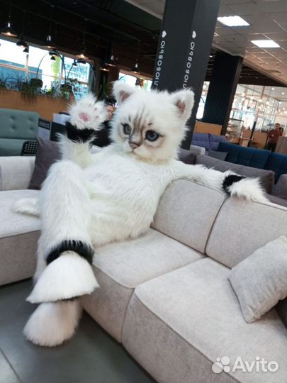 Белый Мишка поздравление