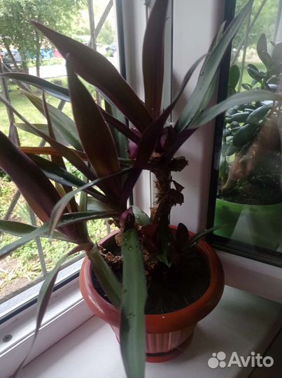 Традесканция рео