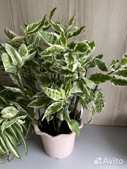 Комнатные цветы