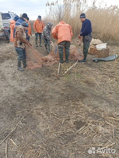 Рыбопосадочный материал