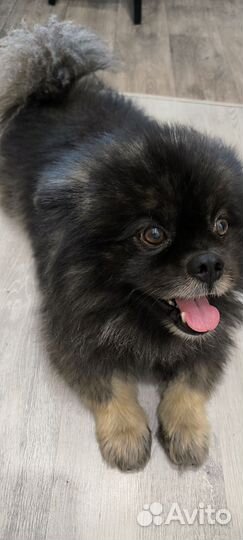 Вязка. Кобель. Любую. Ищем суку для вязки