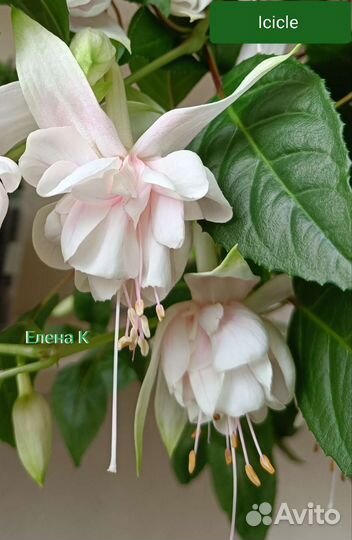 Фуксии сорта в наличии (часть вторая)