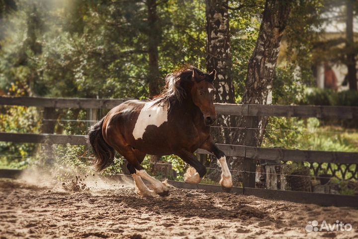 Кобыла барок пинто