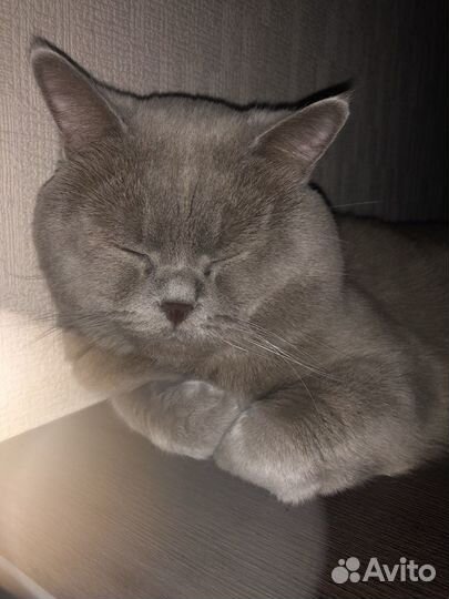 Ждём кошку для вязки