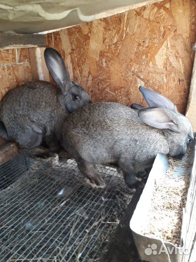 Продаю кроликов