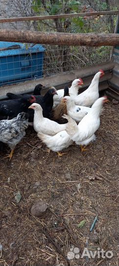 Куры молодки